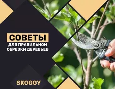 Правильная обрезка деревьев