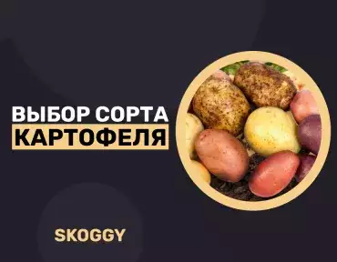 Выбор сорта картофеля