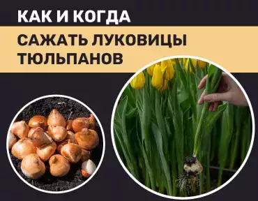 Сажаем луковицы тюльпанов
