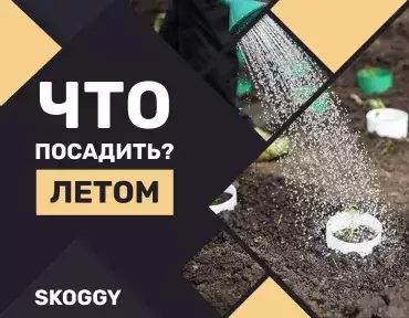 Что посадить в июне